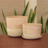 Planter Medium